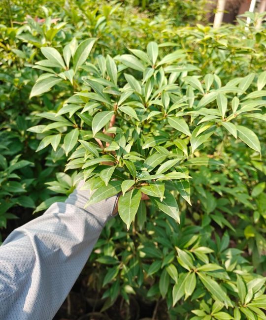 湖北能种金丝楠木树吗？——从选时到成活的全流程种植指南