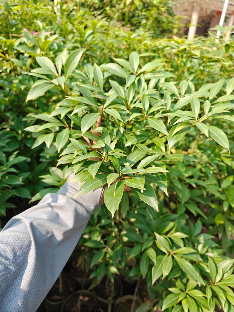 湖北能种金丝楠木树吗?——从选时到成活的全流程种植指南 湖北能种金丝楠木树吗?——从选时到成活的全流程种植指南