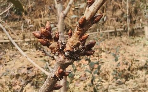 樱桃树花芽少怎么办？三步诊断法+精准补救方案