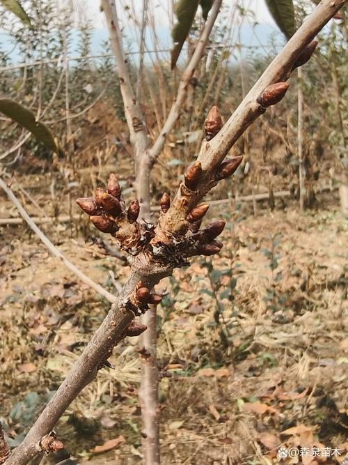 樱桃树花芽少怎么办?三步诊断法+精准补救方案 樱桃树花芽少怎么办?三步诊断法+精准补救方案