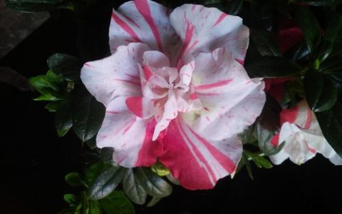 杜鹃花黄叶子发黄是怎么回事？一篇诊断指南教你从根上解决