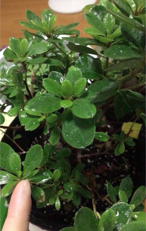 杜鹃花黄叶子发黄是怎么回事?一篇诊断指南教你从根上解决 操作规范:判断误区汇总