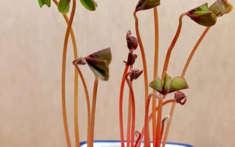 酢浆草怎么播种？从选时到出苗的保姆级种植指南