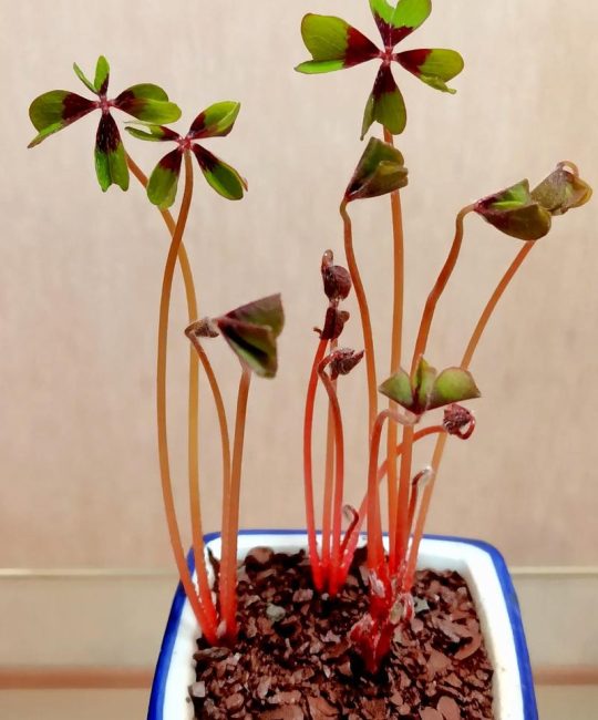 酢浆草怎么播种？从选时到出苗的保姆级种植指南