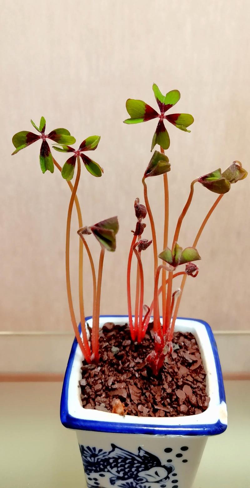 酢浆草怎么播种?从选时到出苗的保姆级种植指南 酢浆草怎么播种?从选时到出苗的保姆级种植指南
