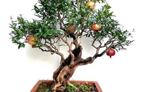 家中养石榴树好不好？家庭庭院种植指南与采购避坑全攻略