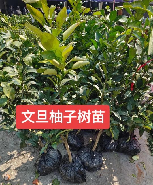 柚子树多少钱一棵？2026年价格参考及五大影响因素全解析
