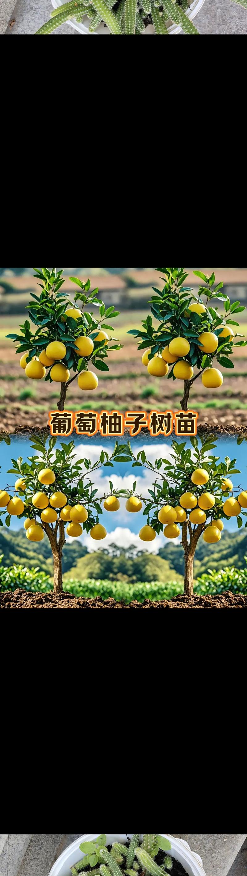 柚子树多少钱一棵?2026年价格参考及五大影响因素全解析 原产地直接采购更具价格优势