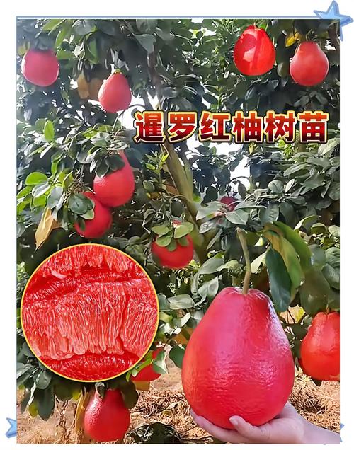 柚子树多少钱一棵?2026年价格参考及五大影响因素全解析 春秋旺季价格稳健,夏季冬季可寻折扣