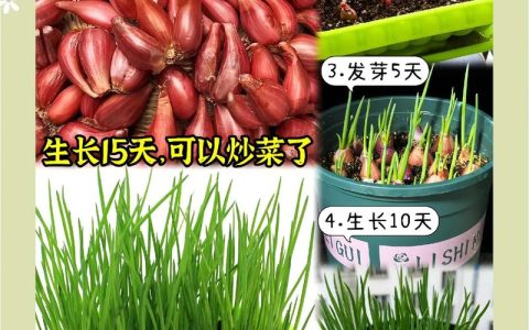 大葱苗怎么种植方法？七步指南教你种出高产大葱
