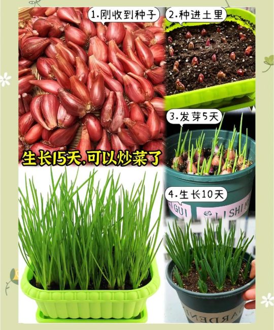 大葱苗怎么种植方法？七步指南教你种出高产大葱