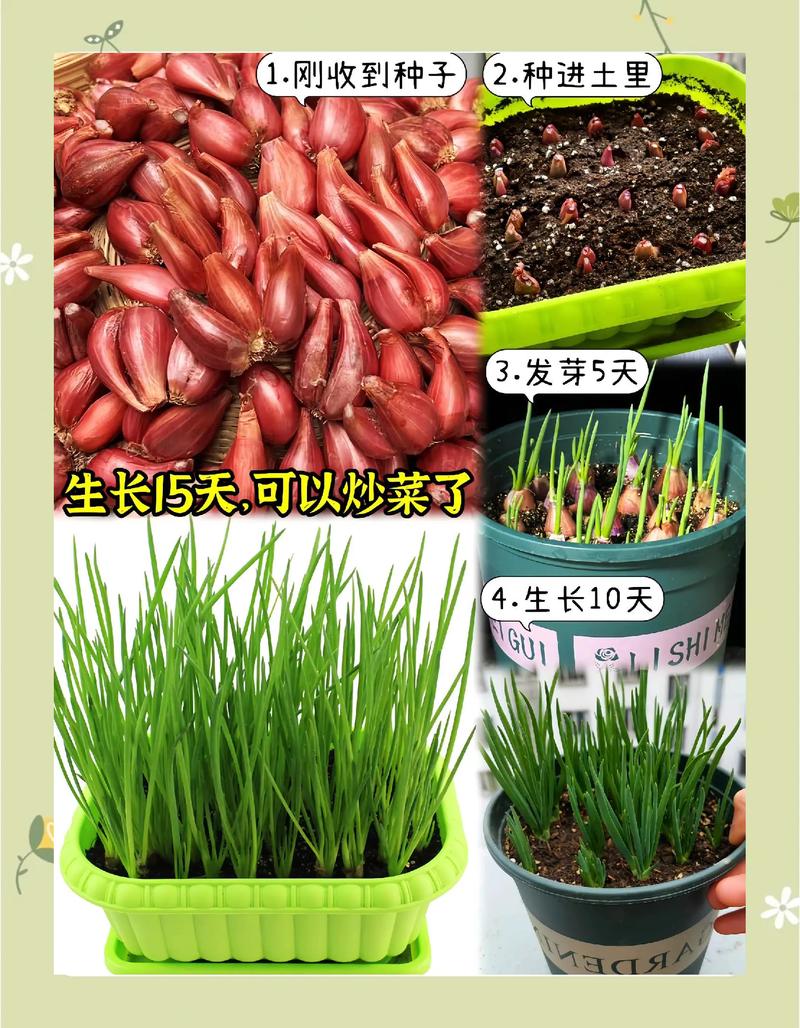大葱苗怎么种植方法?七步指南教你种出高产大葱 大葱苗怎么种植方法?七步指南教你种出高产大葱