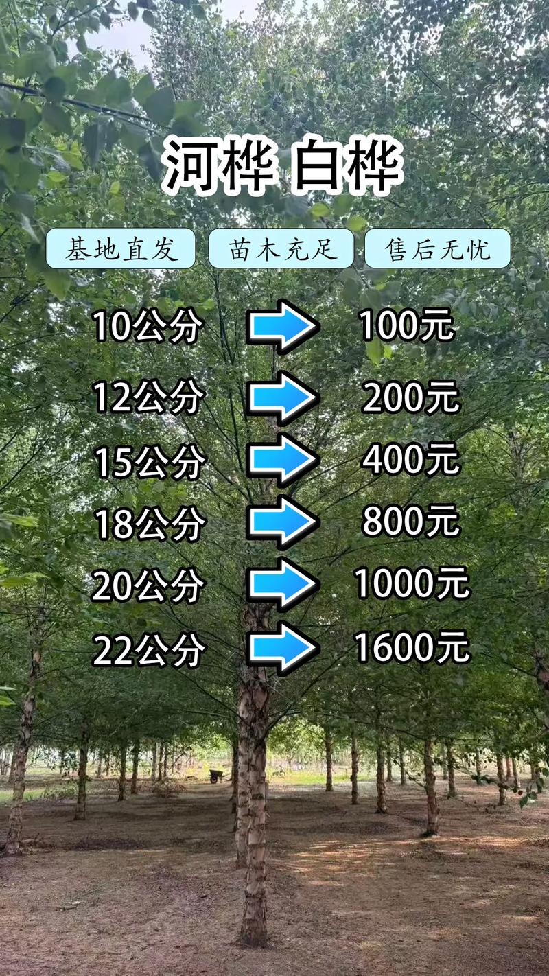 白桦树苗多少钱一棵?2025年价格快速参考与影响因素解析 影响因素一:规格决定了价格下限