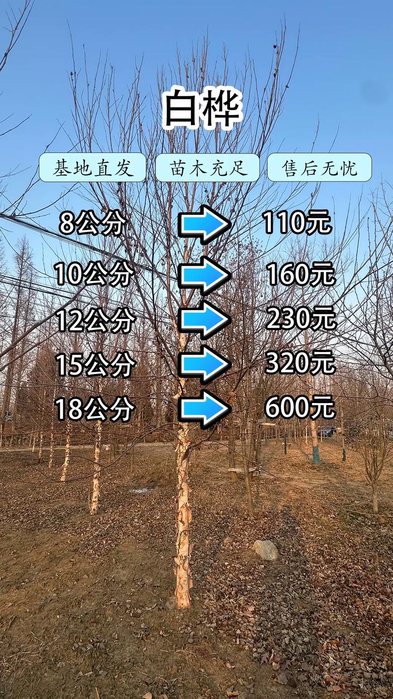 白桦树苗多少钱一棵?2025年价格快速参考与影响因素解析 影响因素二:产地影响基准价与供应稳定性