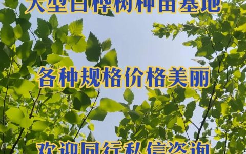 白桦树苗多少钱一棵？2025年价格快速参考与影响因素解析