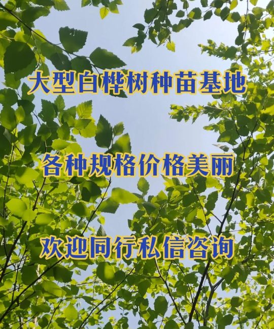 白桦树苗多少钱一棵？2025年价格快速参考与影响因素解析