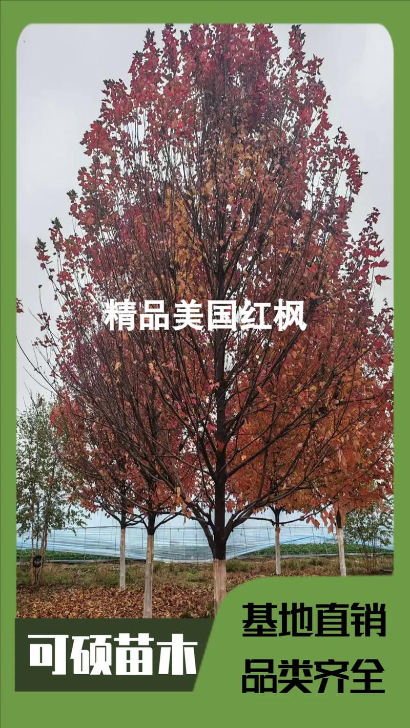 白桦树苗多少钱一棵?2025年价格快速参考与影响因素解析 影响因素四:采购数量的阶梯效应