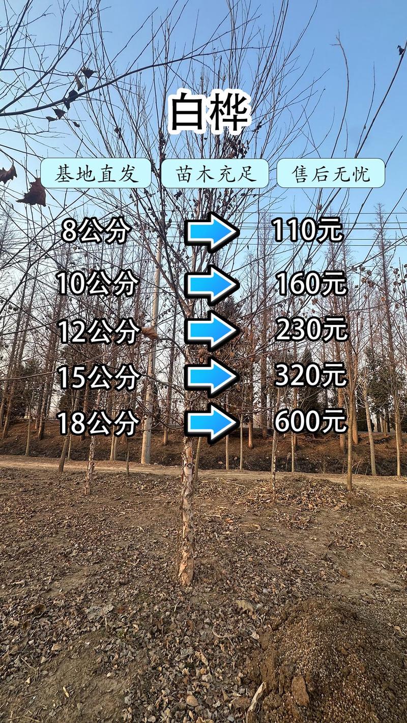白桦树苗多少钱一棵?2025年价格快速参考与影响因素解析 影响因素五:运输距离与物流成本占比