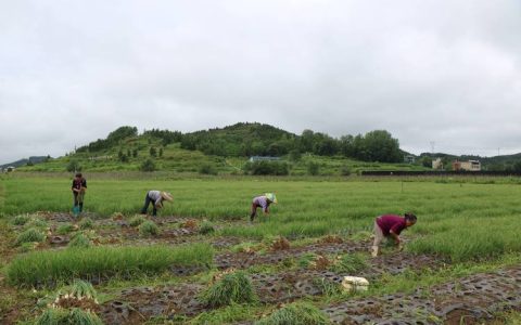 小香葱种植全过程：从选种到采收的实操指南