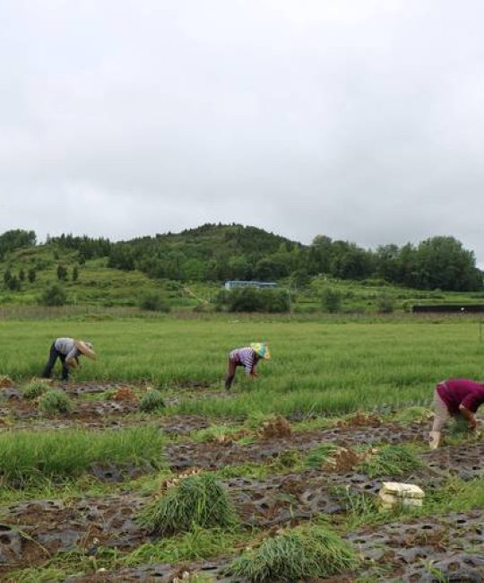 小香葱种植全过程：从选种到采收的实操指南