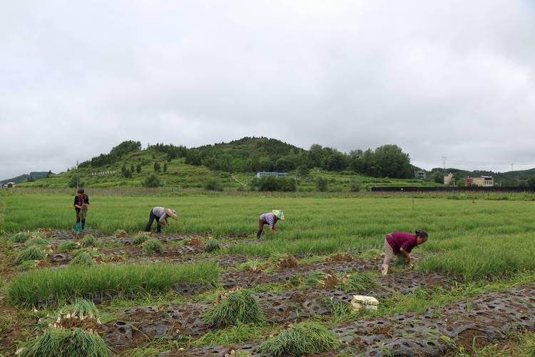 小香葱种植全过程:从选种到采收的实操指南 小香葱种植全过程:从选种到采收的实操指南