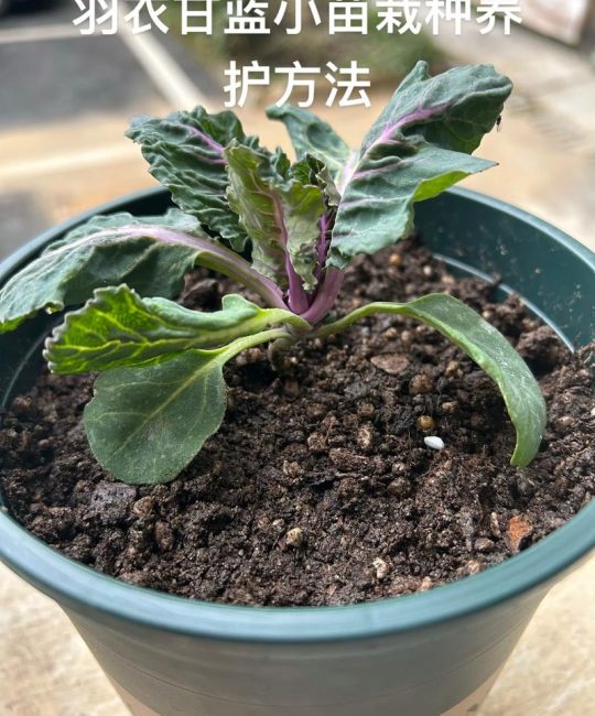 羽衣甘蓝种植方法全攻略：从土壤到收获的保姆级指南
