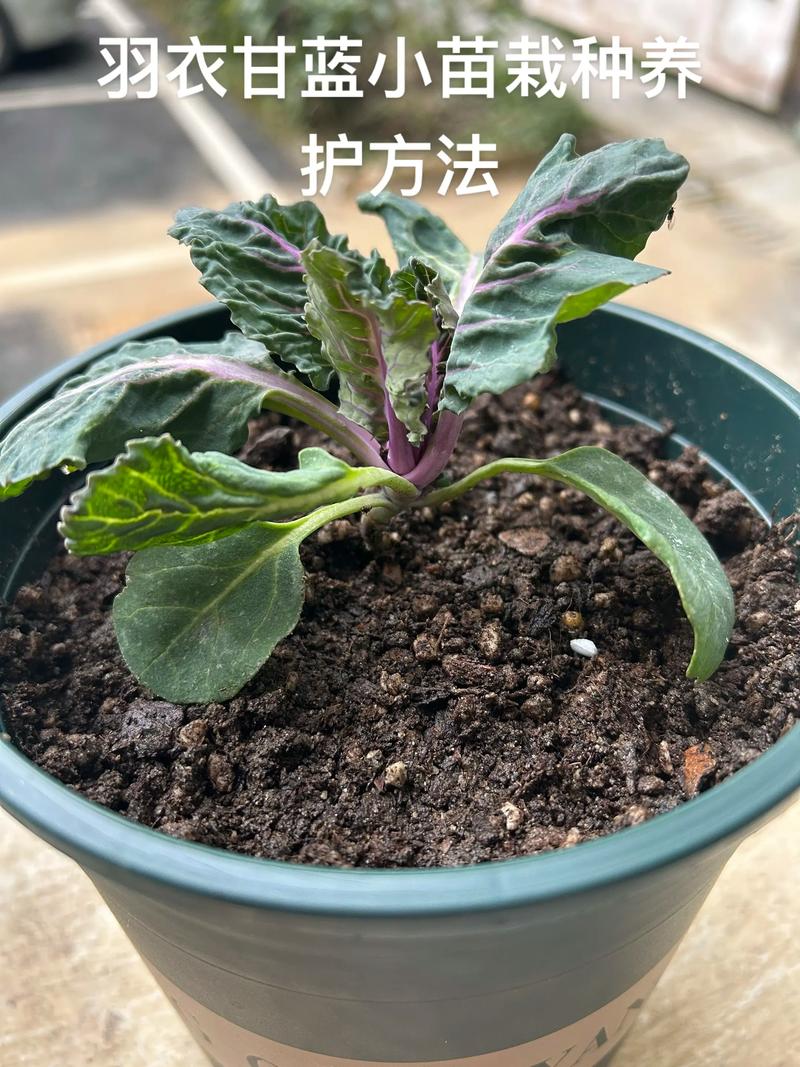 羽衣甘蓝种植方法全攻略:从土壤到收获的保姆级指南 羽衣甘蓝种植方法全攻略:从土壤到收获的保姆级指南
