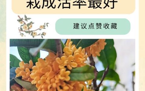 桂花树移栽时间详解：什么时候移栽桂花树成活率高？