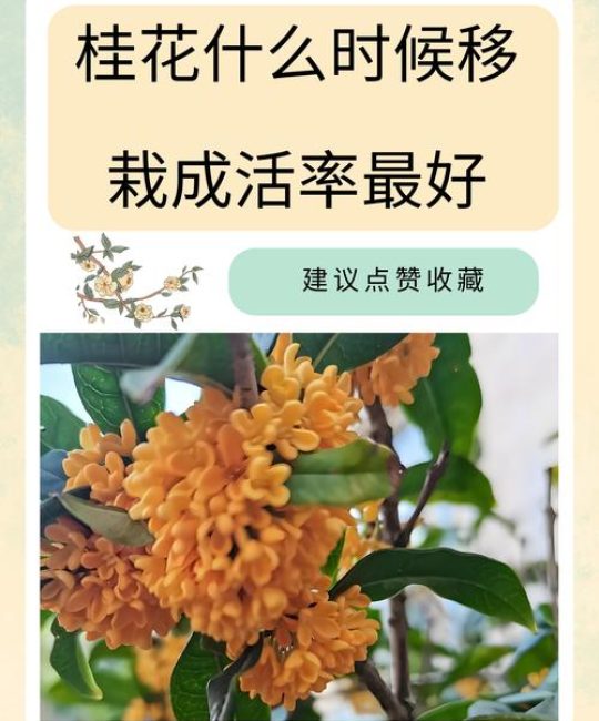桂花树移栽时间详解：什么时候移栽桂花树成活率高？