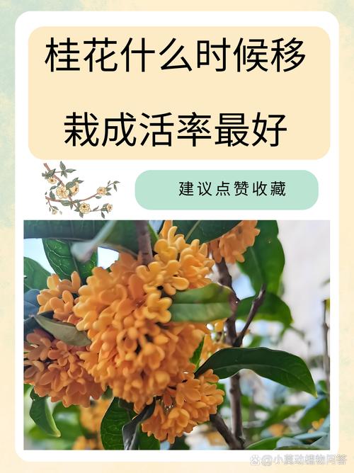 桂花树移栽时间详解:什么时候移栽桂花树成活率高? 桂花树移栽时间详解:什么时候移栽桂花树成活率高?