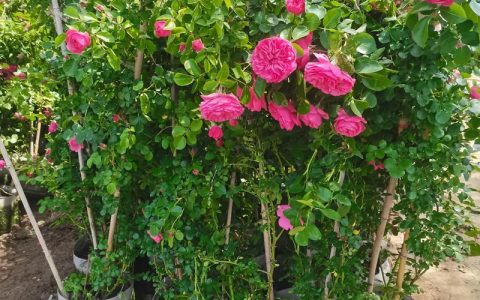 月季花苗批发基地选购指南：如何识别优质种源与规范渠道
