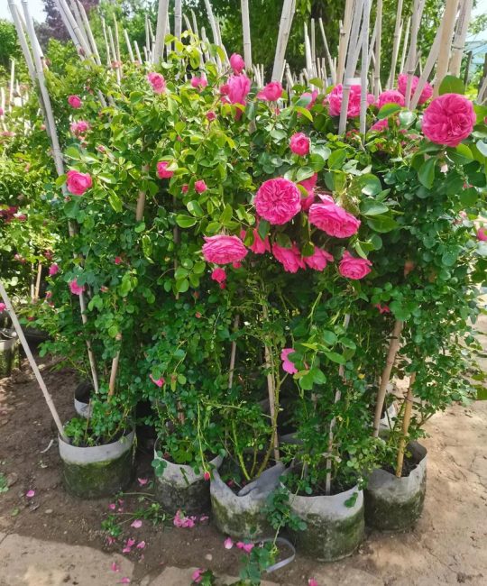 月季花苗批发基地选购指南：如何识别优质种源与规范渠道