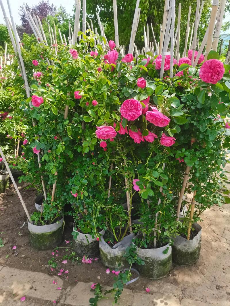 月季花苗批发基地选购指南:如何识别优质种源与规范渠道 月季花苗批发基地选购指南:如何识别优质种源与规范渠道