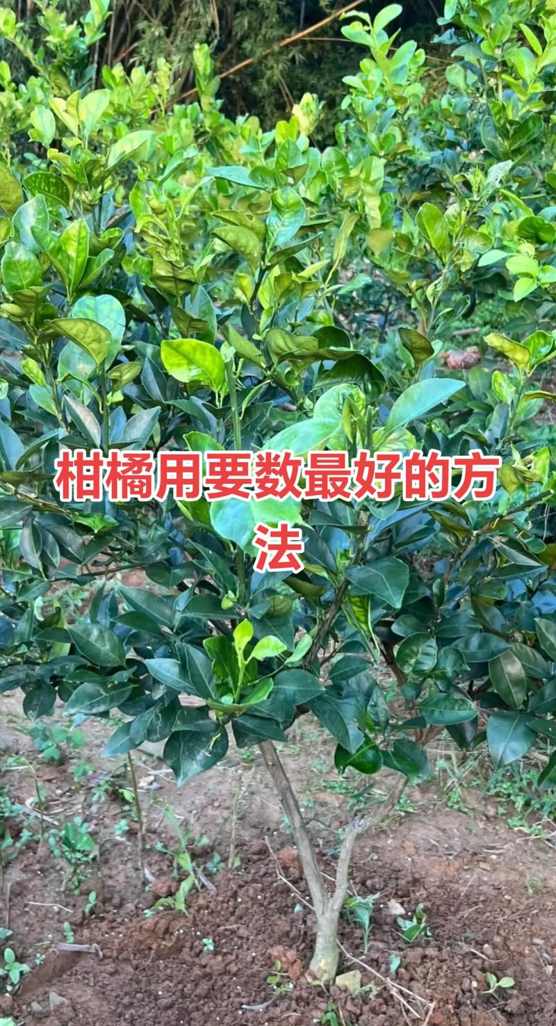 柑橘树壮果肥施用时间:6月下旬至7月中旬为最佳窗口期 施肥位置沿树冠滴水线外缘开沟,深度15-20厘米