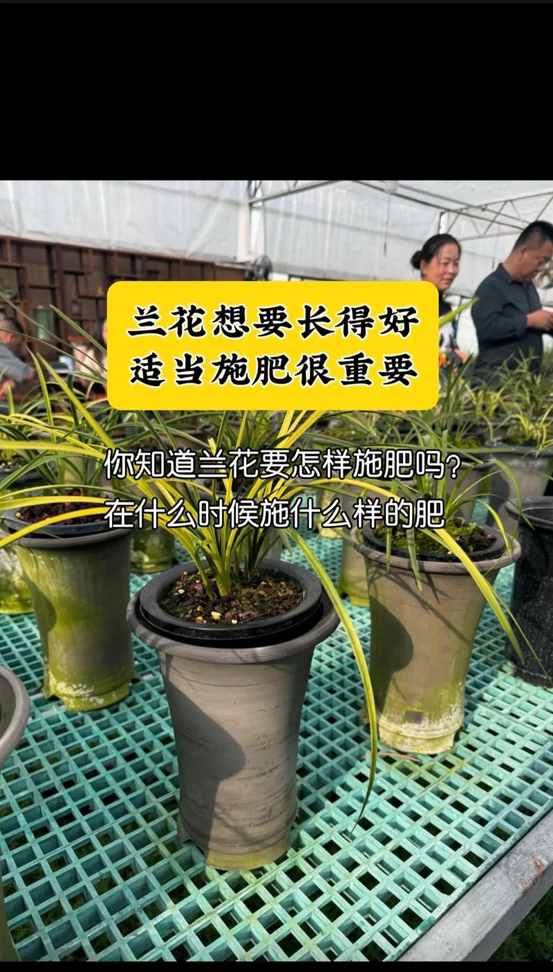 兰花能施复合肥吗?掌握正确方法,让兰花开得更艳 复合肥的成分与兰花的特性
