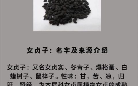 喝女贞子有什么功效？安全饮用指南与禁忌详解