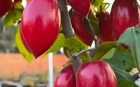 老鸦柿几月份嫁接最好？家庭盆景高成活率时间与操作全攻略