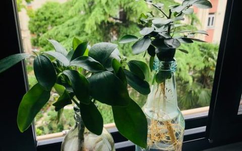 卧室适合养什么水培植物？2026年室内养护指南