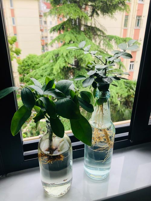 卧室适合养什么水培植物?2026年室内养护指南 卧室适合养什么水培植物?2026年室内养护指南