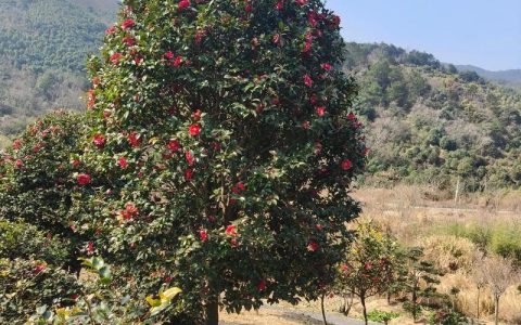 茶梅树苗多少钱一棵？2025年最新价格参考与影响因素全解析