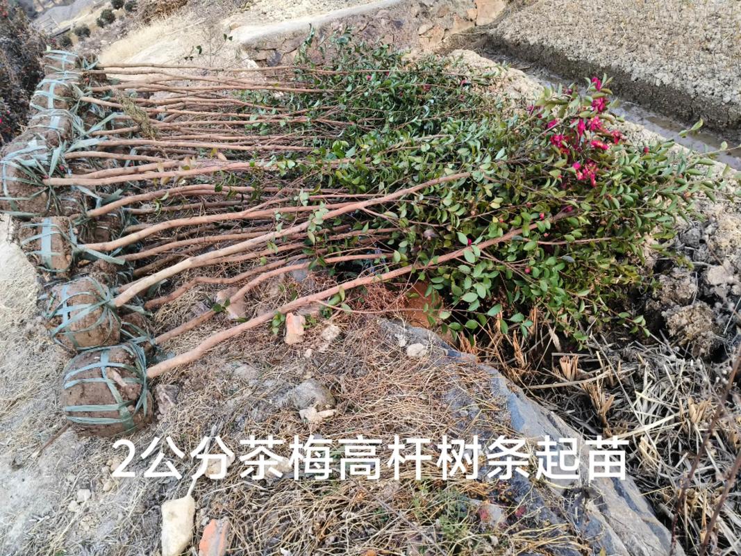 茶梅树苗多少钱一棵?2025年最新价格参考与影响因素全解析 二、产地:不同主产区价差明显