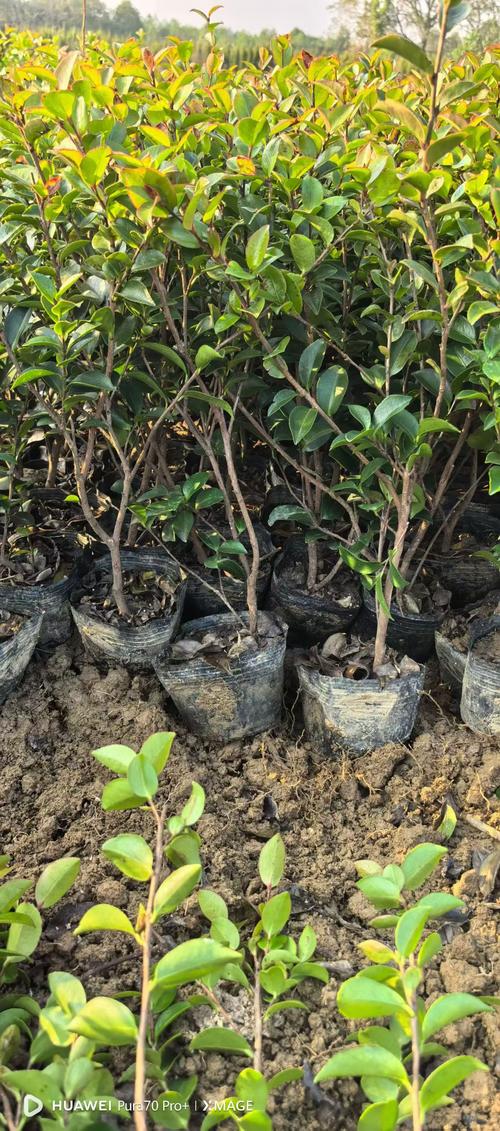 茶梅树苗多少钱一棵?2025年最新价格参考与影响因素全解析 三、季节:春秋需求旺,夏季价格低