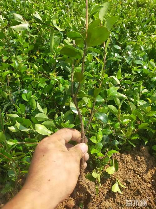茶梅树苗多少钱一棵?2025年最新价格参考与影响因素全解析 咨询指南:如何获取精准报价?