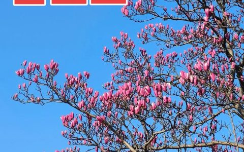 白玉兰花期养护全攻略：什么时候开花及促花技巧
