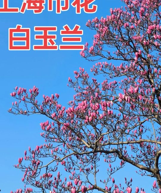 白玉兰花期养护全攻略：什么时候开花及促花技巧