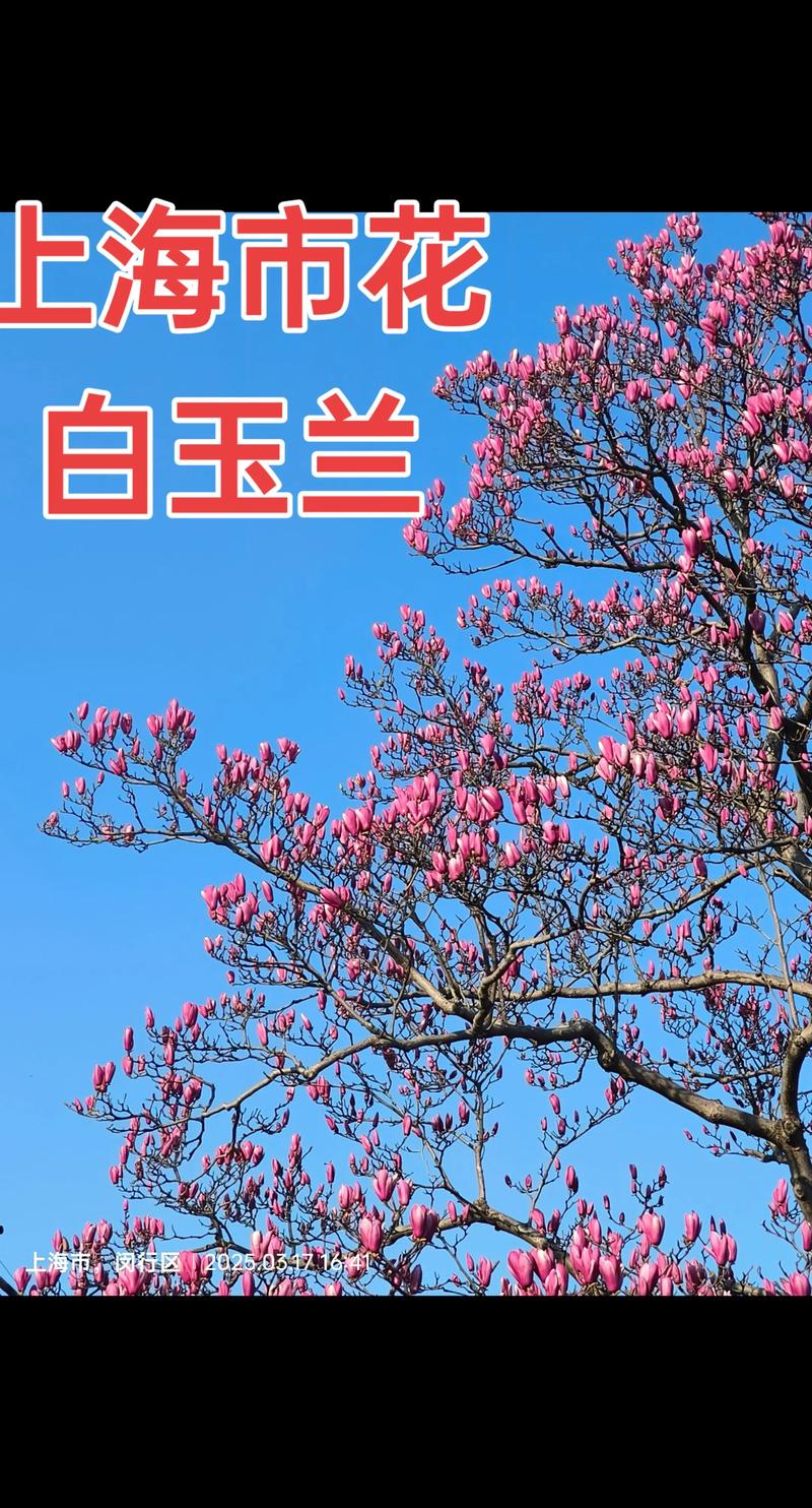 白玉兰花期养护全攻略：什么时候开花及促花技巧