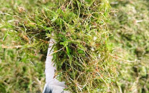 轮叶黑藻六月份能种吗？盛夏种植成活指南，掌握这7点成活率95%以上