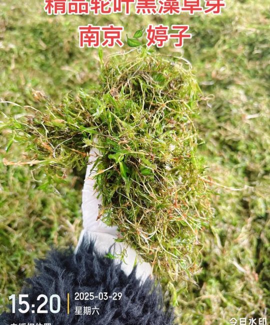轮叶黑藻六月份能种吗？盛夏种植成活指南，掌握这7点成活率95%以上