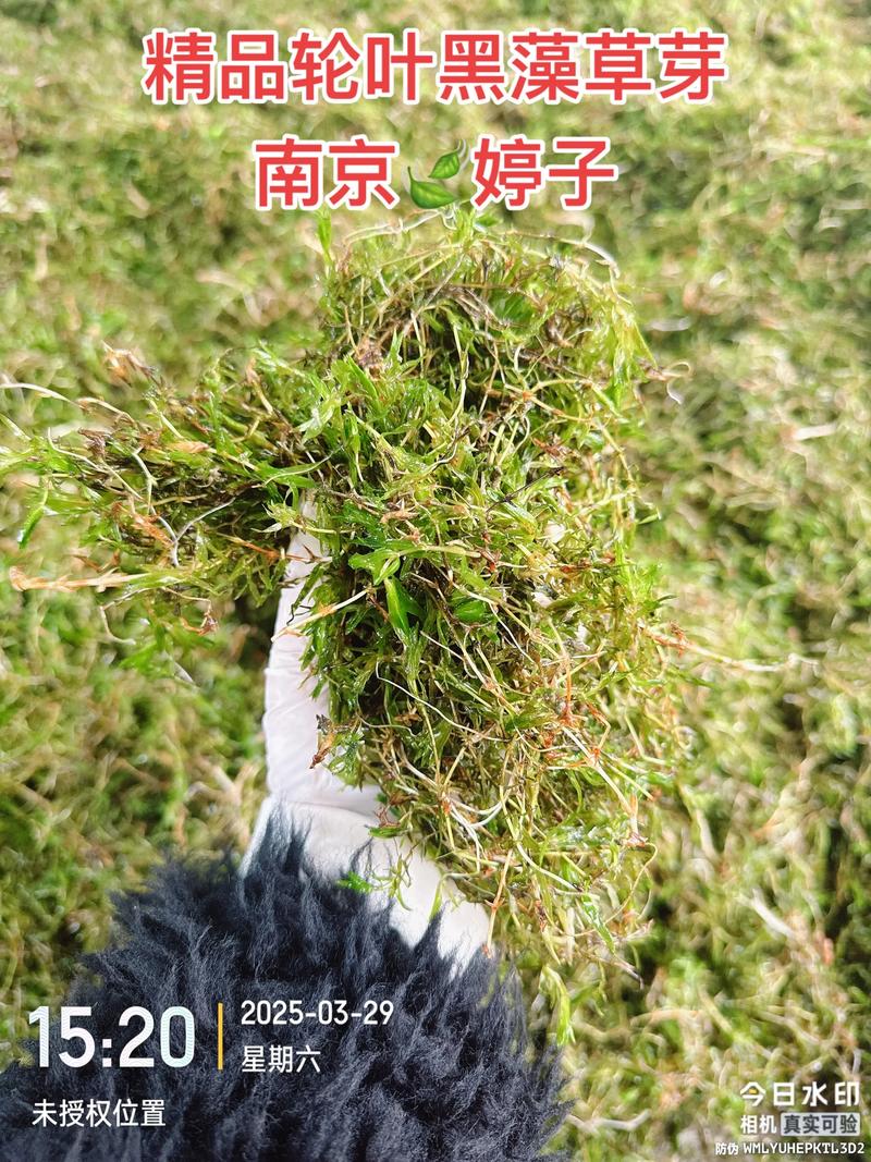 轮叶黑藻六月份能种吗?盛夏种植成活指南,掌握这7点成活率95%以上 轮叶黑藻六月份能种吗?盛夏种植成活指南,掌握这7点成活率95%以上