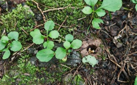 金蝉花有种植的吗？人工栽培技术全流程指南（附实操参数）